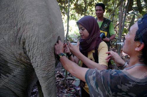 GAJAH HUTAN