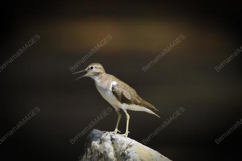 ASIAN WATERBIRD CENSUS 2023_LABUAN