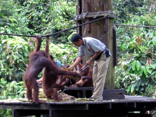 ORANG UTAN