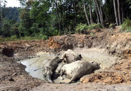SB01_14092016_GAJAH_MATI