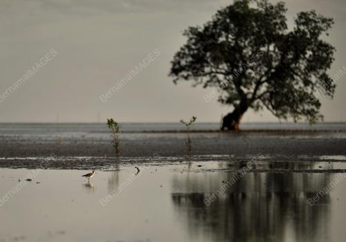 MIGRATORY BIRDS LABUAN
