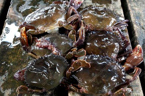 KETAM LEMBUT