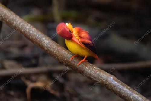 PROJEK 'SELF-INITIATIVE AVIAN CONSERVATION AND SURVEY 2023