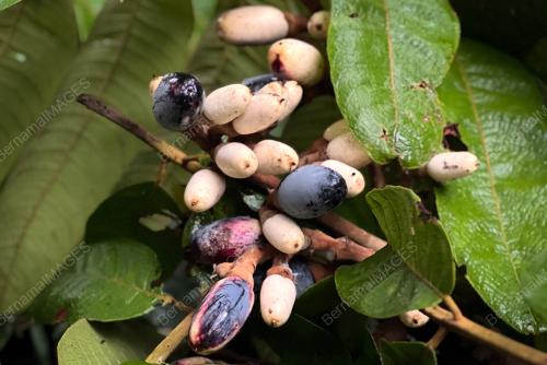 KEMBAYAU BUAH NADIR EKSOTIK BORNEO