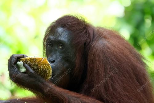 ORANG UTAN