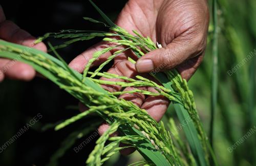 SMART SAWAH BERSKALA BESAR