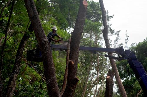 PENEBANGAN POKOK