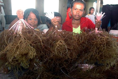 RUMPAI LAUT