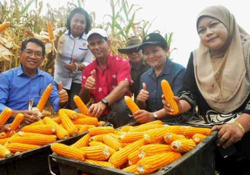 SB01_21032019_JAGUNG