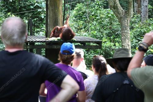 ORANG UTAN
