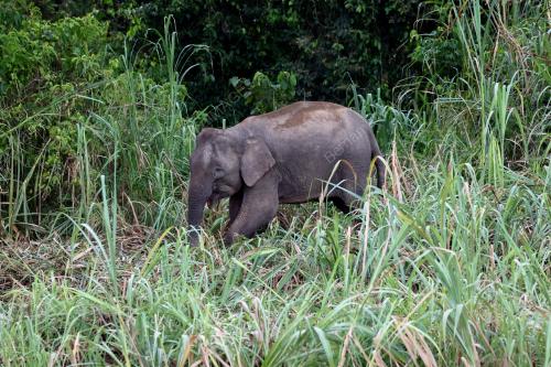 GAJAH BORNEO