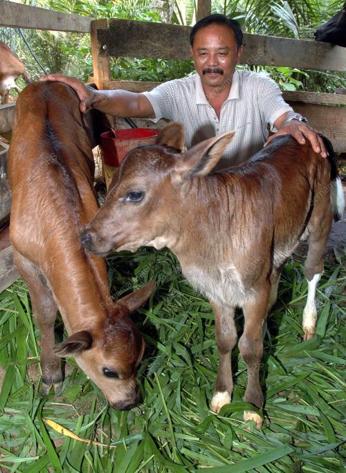 ANAK LEMBU KEMBAR