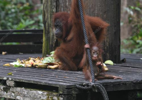 PUSAT PEMULIHAN ORANG UTAN SEPILOK