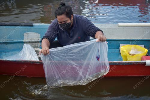 PELEPASAN BENIH IKAN SIAKAP