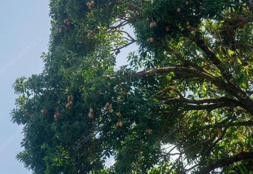 MUSIM BUAH BELUNU