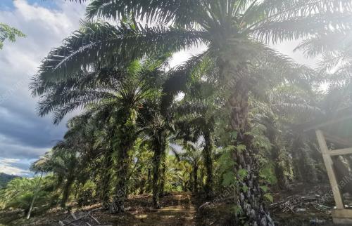 LADANG SAWIT DI SABAH