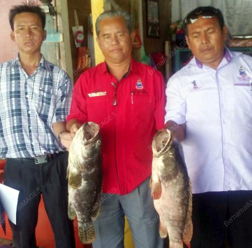 SB01_27112015_IKAN_MATI