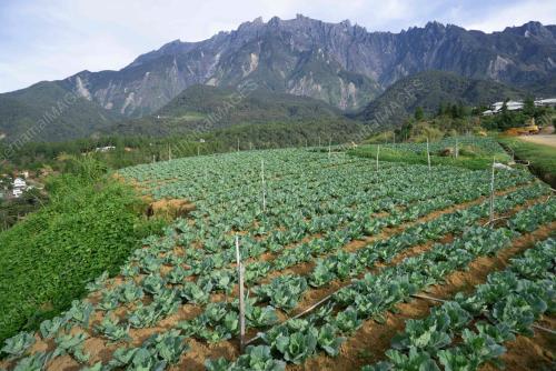 TANAMAN SAYUR KUNDASANG