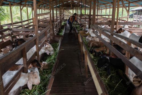 PERSIAPAN HARI RAYA KORBAN