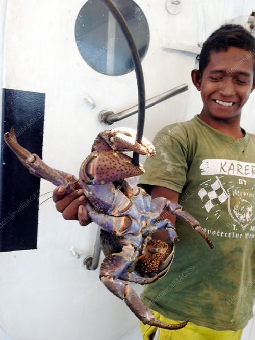 SB01_28082013_KETAM_KELAPA