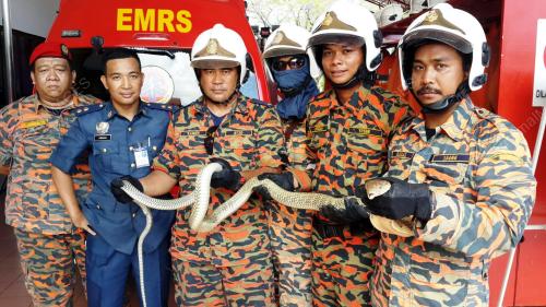 SB01_29012016_KING_COBRA