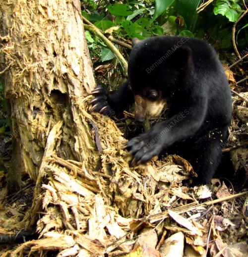 SB01_29052013_SUNBEAR