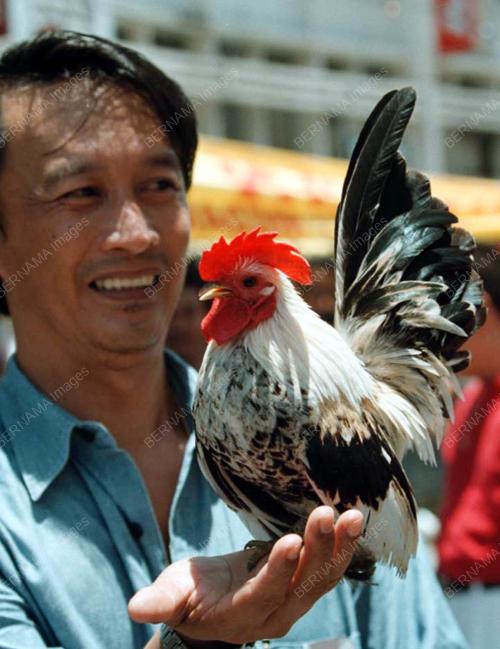 AYAM SERAMA
