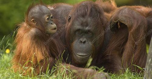 SB02_01062007_ORANG_UTAN