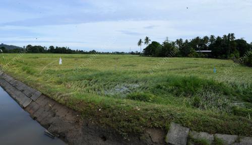 SAWAH PADI TERJEJAS DI KOTA BELUD
