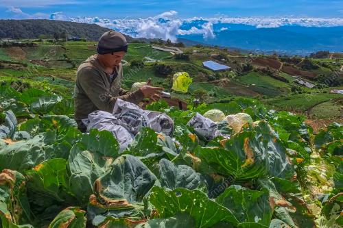 KUBIS DI TANAH KUNDASANG