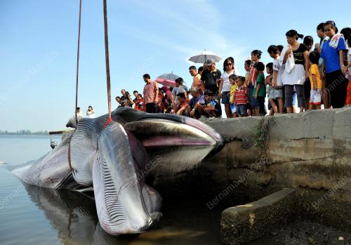 SB02_03082012_IKAN_PAUS2