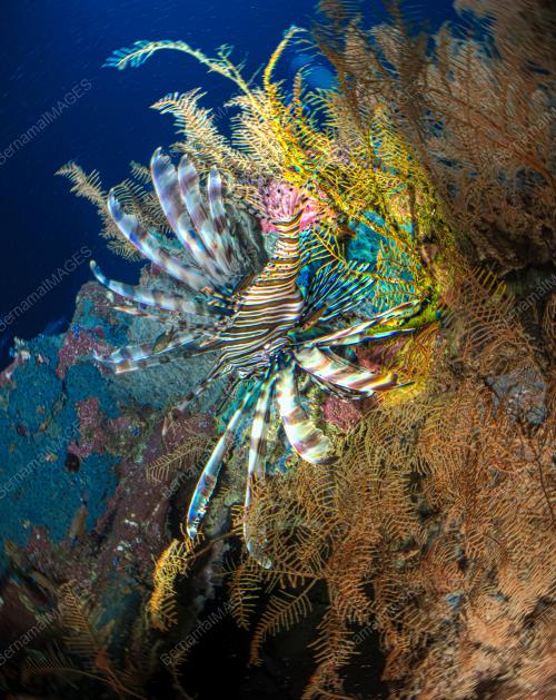 LABUAN, PERMATA BIODIVERSITI LAUT