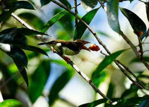 BURUNG_MALIAU