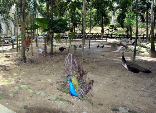 SB02_08052019_EXOTIC_BRID