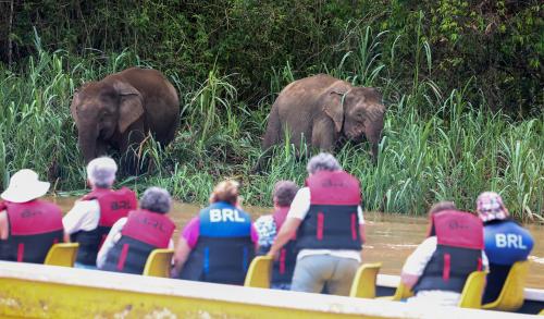 GAJAH BORNEO