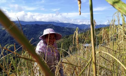 SB02_10122017_PARAI_TIDONG