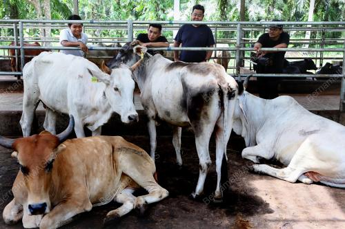 LEMBU KORBAN