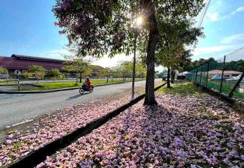 MUSIM BUNGA SAKURA