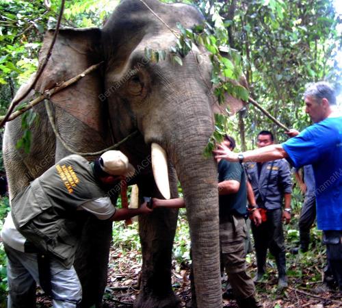 GAJAH HUTAN