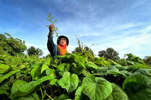 SAYUR_PAKIS