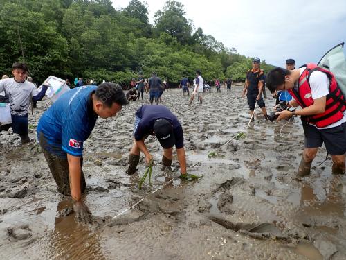RUMPUT LAUT