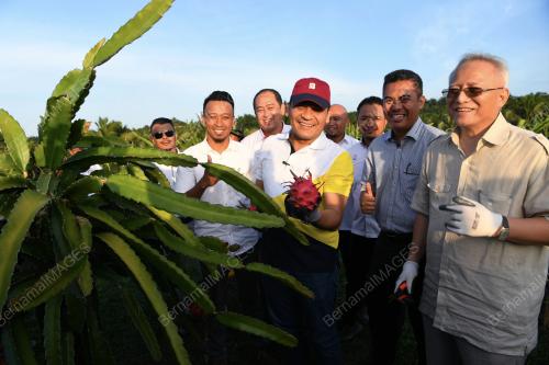 LADANG BUAH NAGA