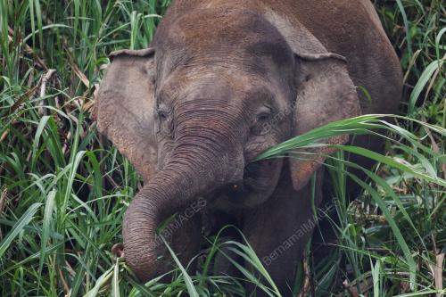 GAJAH BORNEO