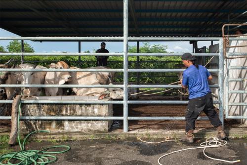 PERSIAPAN HAIWAN KORBAN AIDILADHA