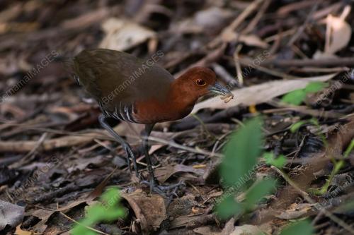 PROJEK 'SELF-INITIATIVE AVIAN CONSERVATION AND SURVEY 2023