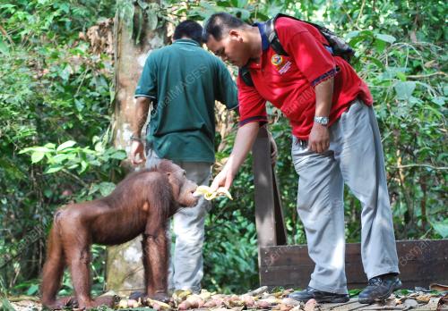 ORANG HUTAN SEPILOK