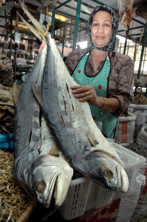 IKAN MASIN TALANG BESAR