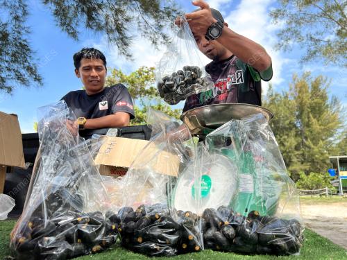 KEMBAYAU BUAH NADIR EKSOTIK BORNEO