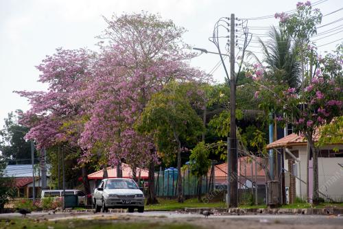 SAKURA SEASON