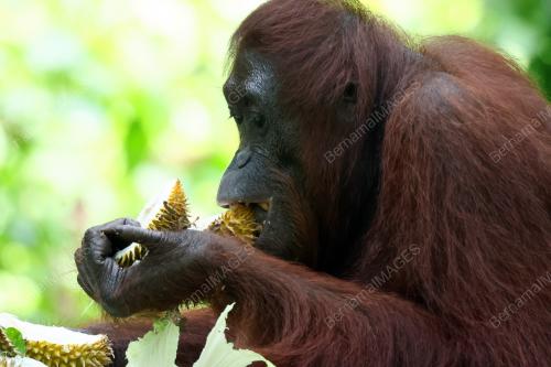 ORANG UTAN